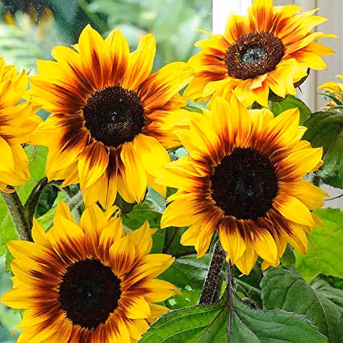 Thompson and Morgan Little Miss Sunshine Sunflower Helios Flame Yellow Ornamental Garden Seeds – 2