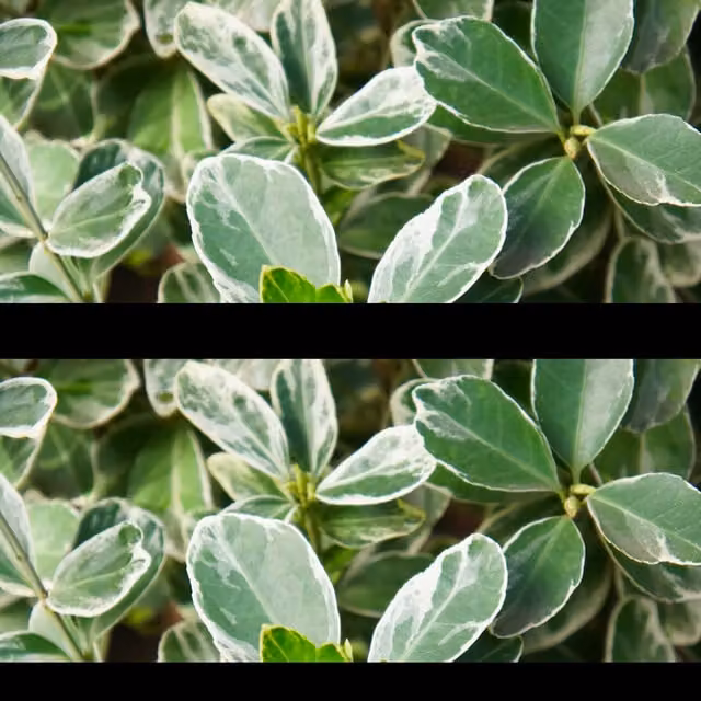 The Rose Press Garden Euonymus Albomarginatus White and Green Ornamental Shrub