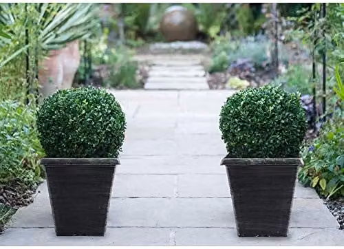 Thompson & Morgan Buxus sempervirens Evergreen Box Ball Topiary Shrub with Biscotti Pot for Outdoor Hedging, 23cm Pot