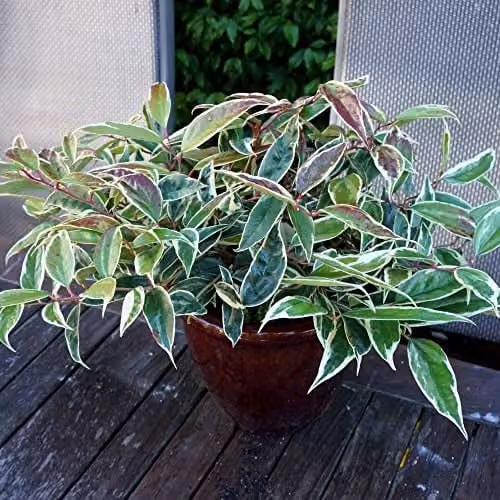 Thompson and Morgan Leucothoe fontanesiana Whitewater Evergreen Hardy Ornamental Shrub with White Flowers and Variegated Foliage, 3.6-Litre