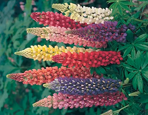 Johnsons Russell Mixed Lupin Ornamental Flower Seeds, Multicolour – 3