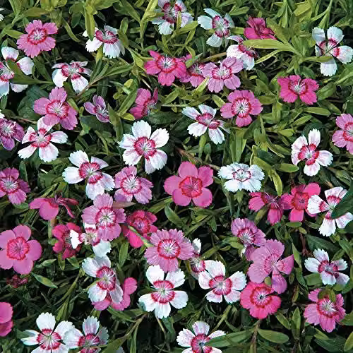 Thompson and Morgan Dianthus Micro Chips Hardy Perennial Carnation Flower Seeds, Pink and Green, 80 Seeds – 1