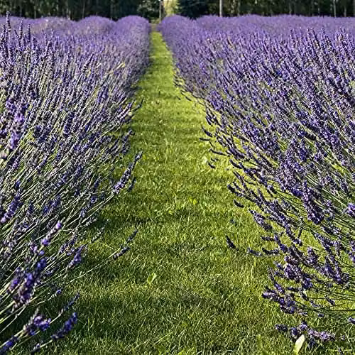 Thompson & Morgan Lavender Lavandula Purple Flowering Hardy Shrub, 6 x 9cm Potted Plants