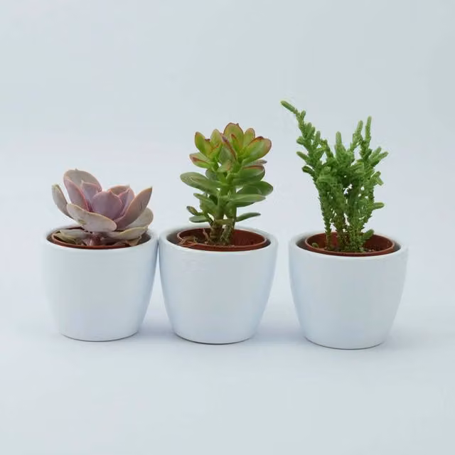 Plants by Post Trio of Green Succulent Indoor Plants in White Ceramic Pots