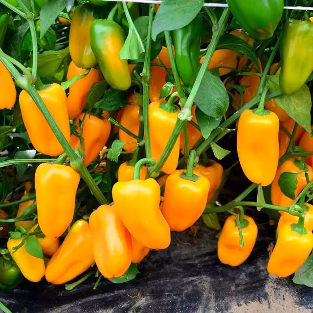 Marshalls Garden Snackbite Yellow Mini Sweet Pepper Plant