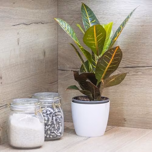 YouGarden Codiaeum Sunny Star Croton Indoor Houseplant in a 12cm Pot with 15.5cm White Magnolia Glossy Pot Cover