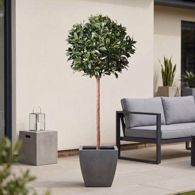 Garden Greatness Lifelike Potted Bay Ball Foliage Tree in Green and Multicolour, Height: 152 cm – 1