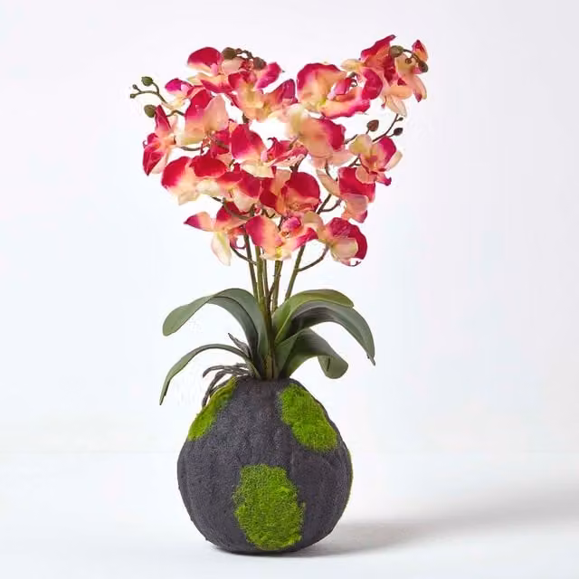 Homescapes Pink and Cream Phalaenopsis Artificial Orchid with Natural Base