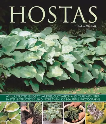 Hostas: An Illustrated Guide to Varieties, Cultivation and Care by Andrew Mikolajski, Southwater Paperback Book