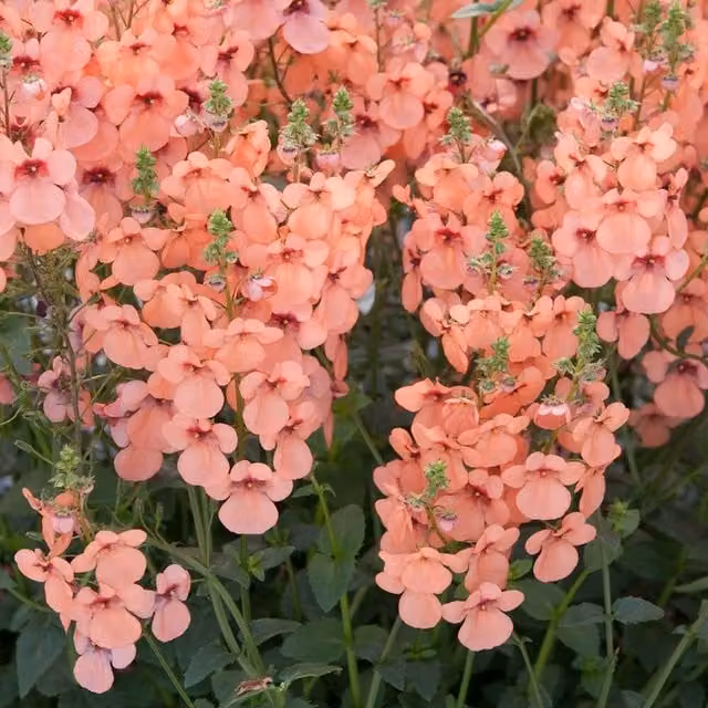 Plant Theory Set of 3 Aurora Apricot Pink Diascia Bedding Plants in 9cm Pots