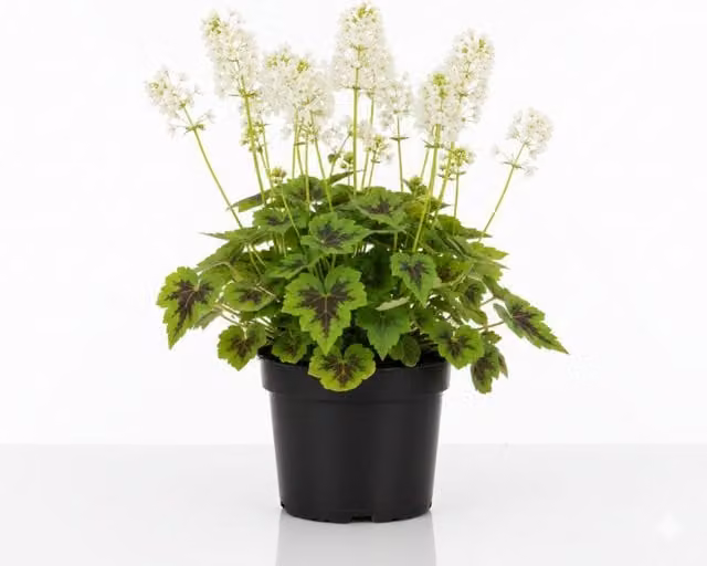 Plants by Post Tiarella Sugar and Spice Foamflower Shade Loving Perennial, Pink and White, 2L Pot