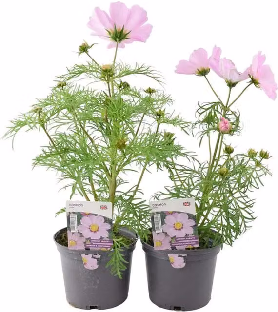 Plants by Post Pink Cosmos Summer Flowering Bedding Plants, 2 x 1L Pots