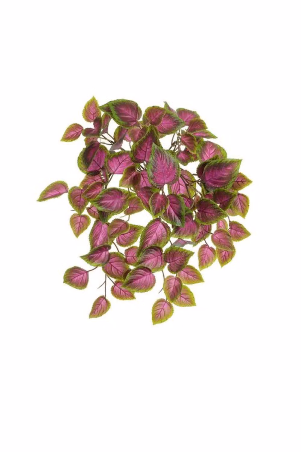 KDMD Pink and Green Coleus Bush Potted Plant, Height: 54 cm – 2