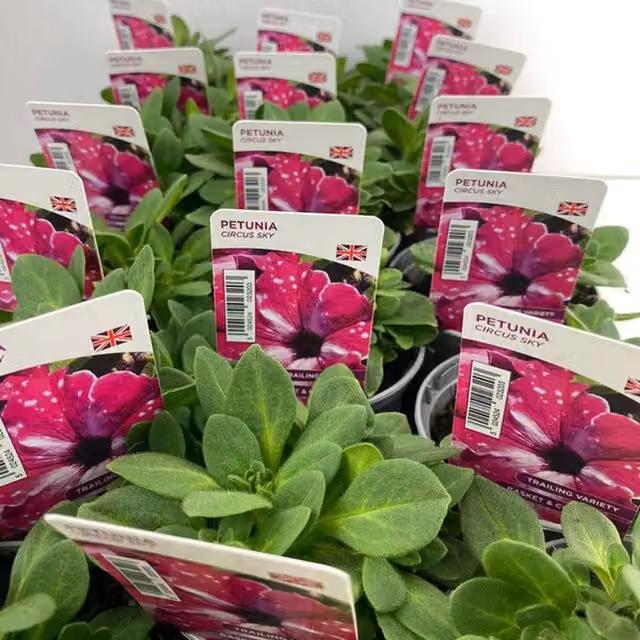 Plants by Post Purple and White Flecked Trailing Petunia Circus Sky Bedding Plants in 3x9cm Pots