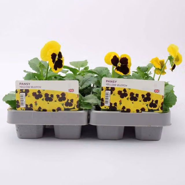 Plants by Post Pansy Yellow Blotch Bedding Plants, 12 Plants, Golden Yellow with Dark Blotch
