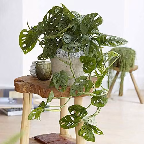 YouGarden Monstera Monkey Leaf Swiss Cheese Plant, Green Indoor Houseplant in 12cm Pot – 1