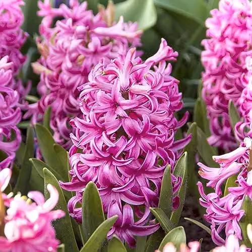 GreenBrokers Pink Pearl Hyacinth Spring Flower Bulbs (10 Pack) – 3