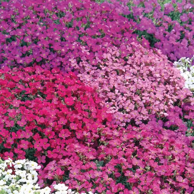 Unwins Aubrieta Spring Cascade Flower Seeds for Ornamental Gardens and Ground Cover in Green, Pink, Red and Multicolour