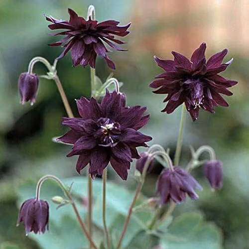 Thompson and Morgan Aquilegia vulgaris Miss M.I. Huish Columbine Seeds, 50 Seeds