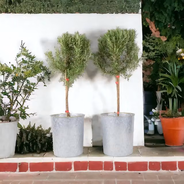 Plants by Post Rosemary Quarter Standard Ornamental Tree in Silvery-Green and Purple