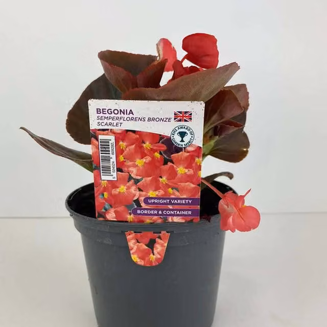 Plants by Post Scarlet Red Begonia Bronze Bedding Plant, 1L