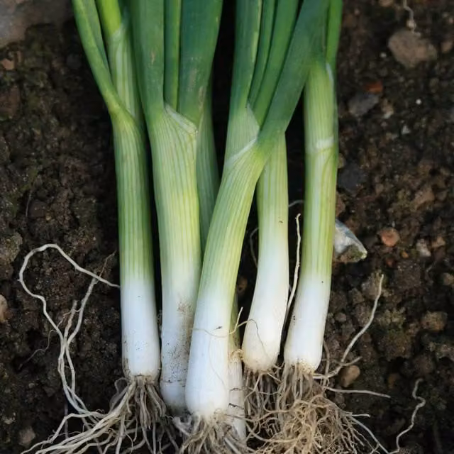 Marshalls Garden Spring Onion Seeds Eiffel British-bred Variety with Mild Flavour