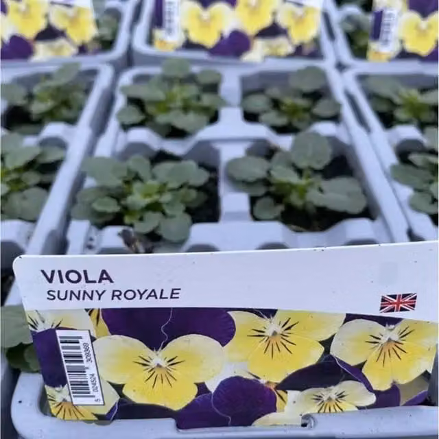 Plants by Post Viola Sunny Royale 12-Pack Yellow Outdoor Bedding Plants