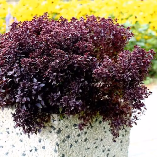 Thompson & Morgan Basil Purple Ball Ornamental Culinary Herb Seeds, 15 Seeds – 2