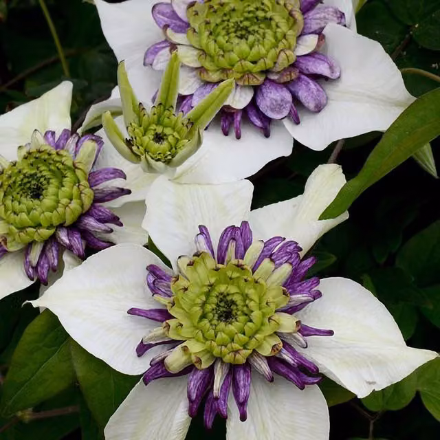 Plant Theory Clematis Viennetta White Flowering Climbing Vine in Green
