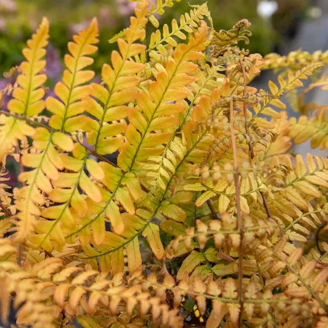 Marshalls Garden Japanese Shield Fern Dryopteris erythrosora, Hardy Shade-Loving Perennial Green and Pink Plant in 9cm Pot