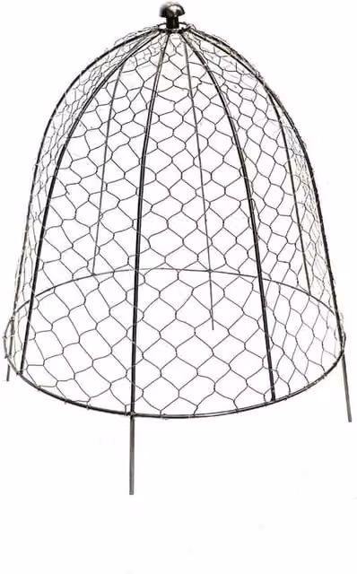 Ivyline Outdoor Wire Netted Plant Protector Trellis in Dark Grey Zinc Galvanised Steel, W: 47 cm, D: 47 cm, H: 55 cm – 1