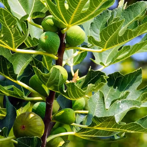 YouGarden Brown Turkey Fig Tree Standard Established Fruit Plant in 3 Litre Pot – 2