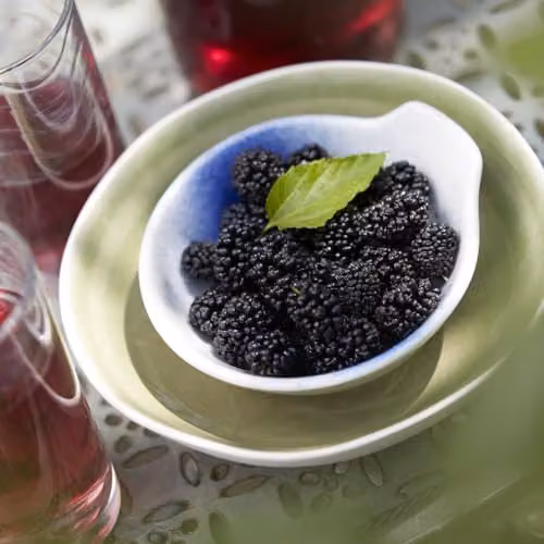 Thompson and Morgan Mulberry Charlotte Russe Mojo Berry Dwarf Self-Pollinating Fruit Tree in a 3.6 Litre Pot – 2