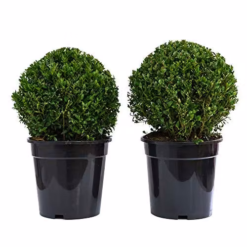 Thompson & Morgan Buxus sempervirens Evergreen Box Ball Topiary Shrub with Biscotti Pot for Outdoor Hedging, 23cm Pot – 3