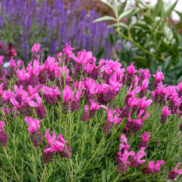 Marshalls Garden Pink Summer Compact Fragrant French Lavender, Perennial Ornamental Plant, Pink/Grey, Pack of 6