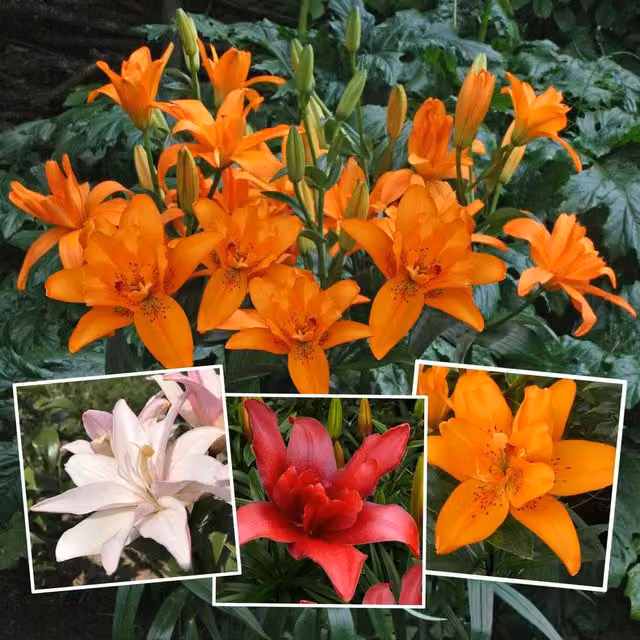 Marshalls Pink Lily Bulbs for Ornamental Gardens