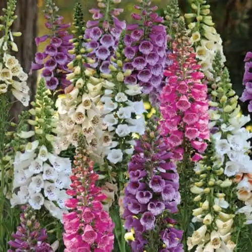 Thompson & Morgan Digitalis Dalmatian Mixed Foxglove 42 Plug Plants, Multicolour Hardy Biennials for Cottage Gardens and Borders