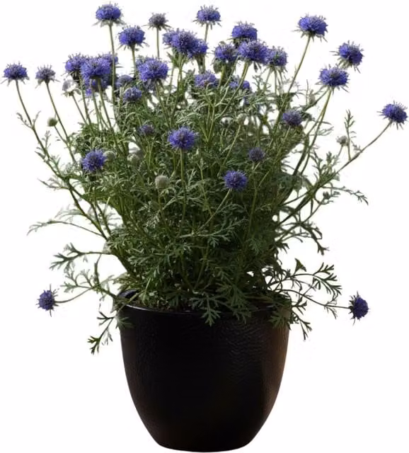 Plants by Post Scabious Blue Note Pincushion Perennial Flower, Lavender Blue, 1L Pot