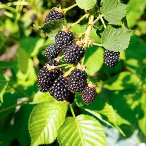 Thompson & Morgan BlackBerry Triple Crown Thornless Semi-Erect Fruit Bush, 2 x 2 Litre Pots