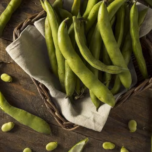 Thompson & Morgan Broad Bean Aquadulce Claudia Seeds, 30 White-Seeded Fava Bean Seeds for Autumn Sowing – 2
