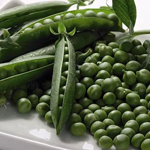 Thompson and Morgan Boogie Maincrop Pea Seeds, Approx. 250 Seeds per Packet
