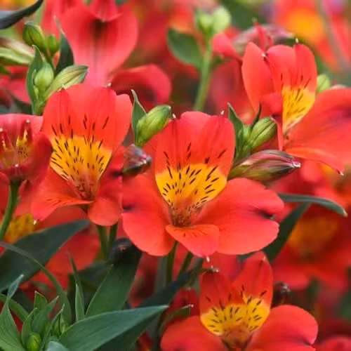 Thompson and Morgan Alstroemeria Summer Heat Red and Yellow Peruvian Lilies, 1x Jumbo Plug