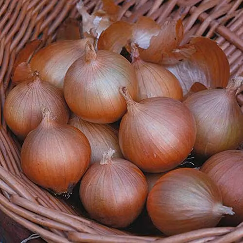 Thompson and Morgan Onion Hi Keeper F1 Hybrid Vegetable Seeds, 80 Seeds per Packet, Yellow/Brown – 2