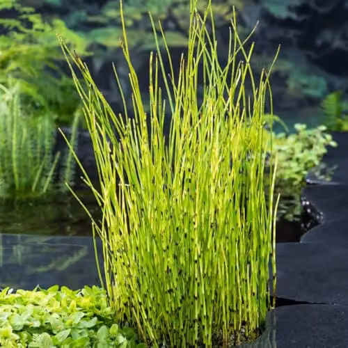 Thompson & Morgan Equisetum fluviatile Water Horsetail Aquatic Plant, Green, 2 x 9 cm Pots