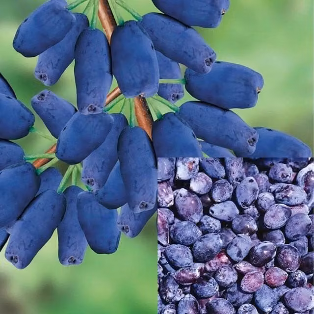 Direct Plants Lonicera Caerulea Morena Honeyberry Blue Fruit Shrub in 3L Pot