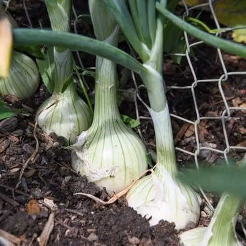 Thompson & Morgan Salad Onion Starlight Seeds, 200 Seeds per Packet – 1