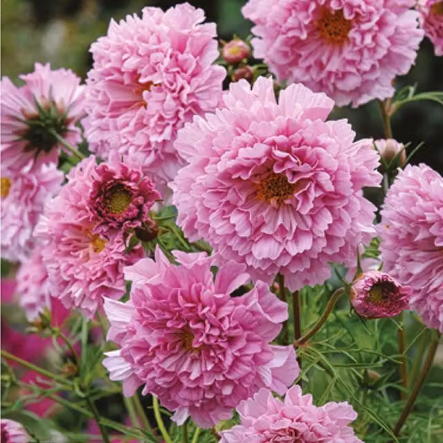 Unwins Cosmos Double Click Rose Bon Bon Pink Flower Seeds
