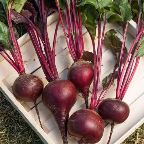 Thompson & Morgan Red Shine F1 Beetroot Seeds, High Sugar and Bolting-Resistant Variety, 100 Seeds