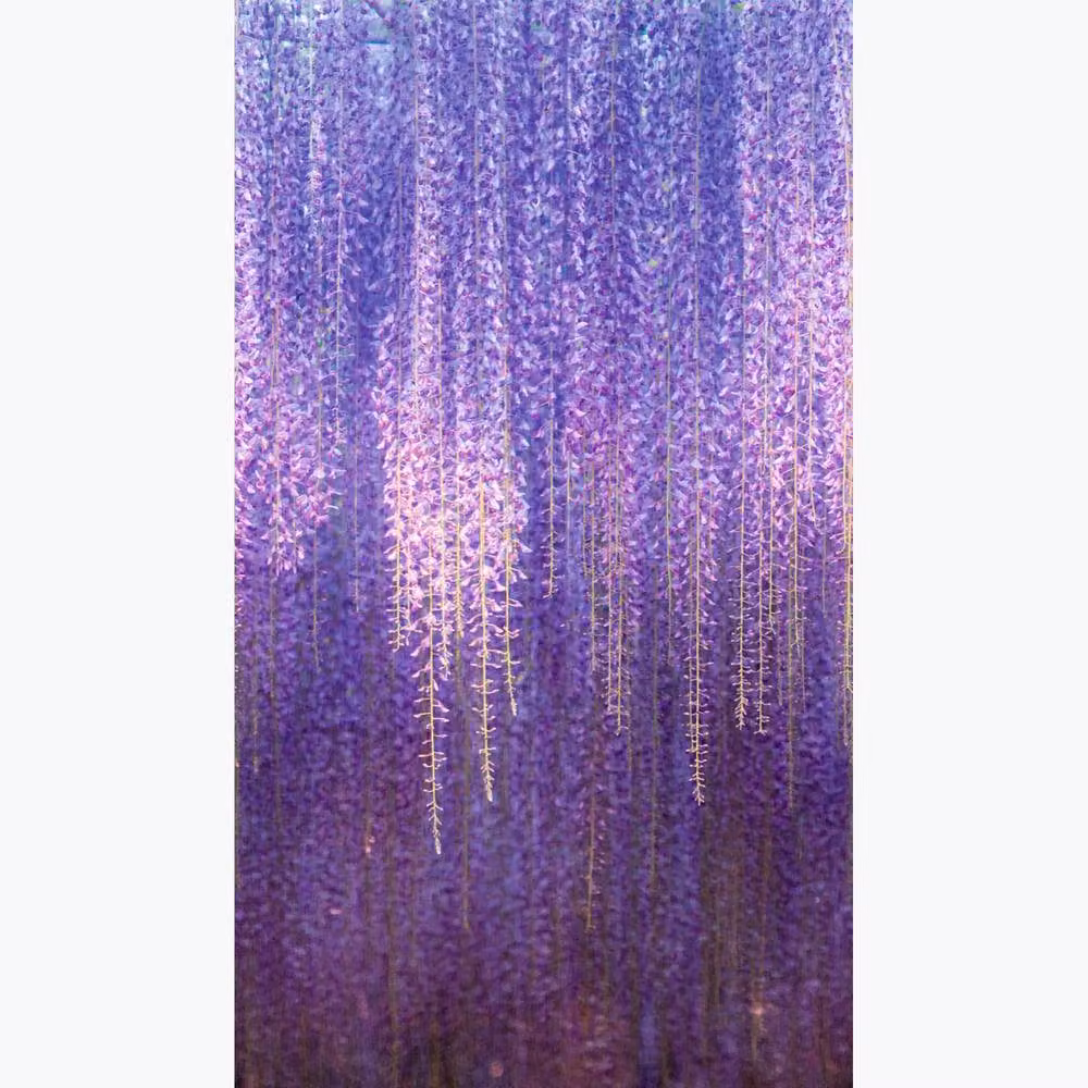 Grandeco Cascading Wisteria Flowers Purple Floral Repeatable Wallpaper Mural – 3