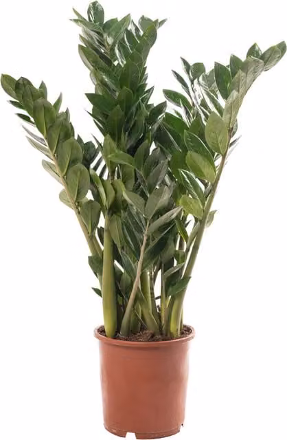 GardenersDream Zamioculcas Zamiifolia Green Exotic Indoor House Plant